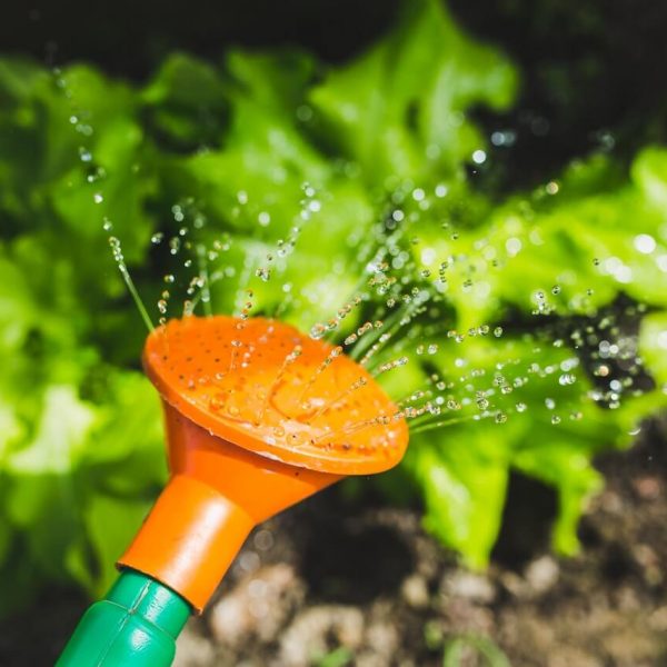 watering-plants-with-a-watering-can.jpg watering-plants-with-a-watering-can.jpg
